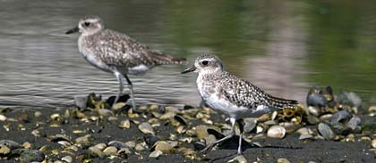 Black-bellied Plover Image @ Kiwifoto.com