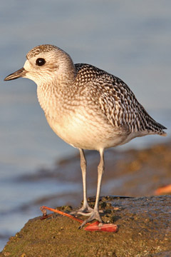 Black-bellied Plover Image @ Kiwifoto.com