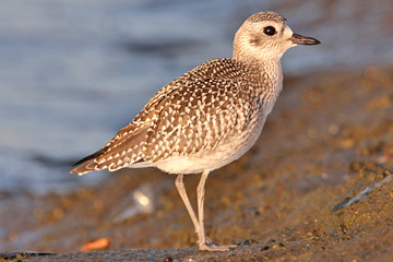 Black-bellied Plover Image @ Kiwifoto.com