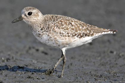 Black-bellied Plover Picture @ Kiwifoto.com