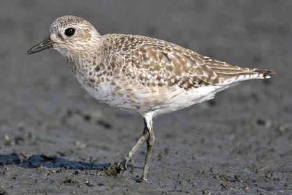 Black-bellied Plover Photo @ Kiwifoto.com