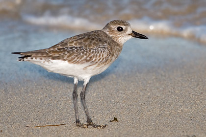 Black-bellied Plover Photo @ Kiwifoto.com