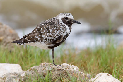 Black-bellied Plover Photo @ Kiwifoto.com