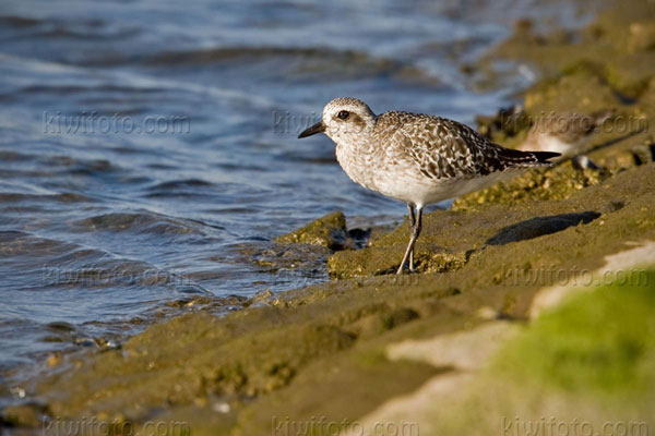 Black-bellied Plover Photo @ Kiwifoto.com