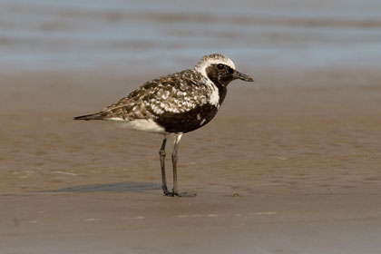 Black-bellied Plover Image @ Kiwifoto.com