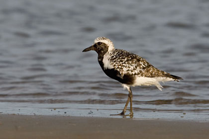 Black-bellied Plover Image @ Kiwifoto.com