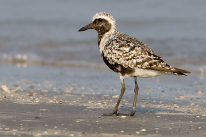 Black-bellied Plover Photo @ Kiwifoto.com