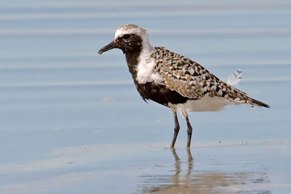 Black-bellied Plover Image @ Kiwifoto.com