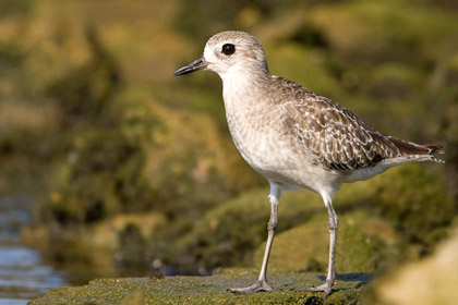 Black-bellied Plover