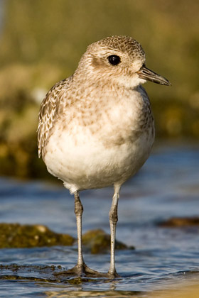 Black-bellied Plover Photo @ Kiwifoto.com