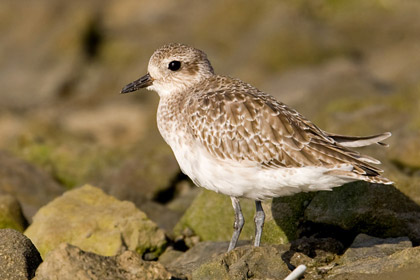 Black-bellied Plover Photo @ Kiwifoto.com