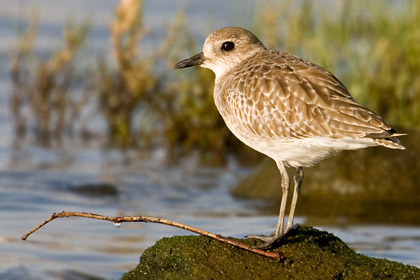 Black-bellied Plover