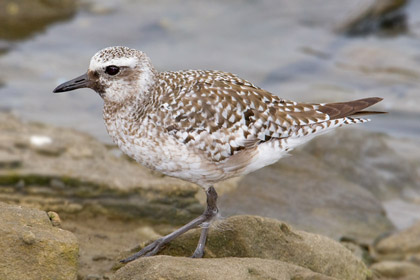 Black-bellied Plover Image @ Kiwifoto.com