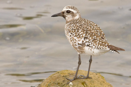 Black-bellied Plover Picture @ Kiwifoto.com