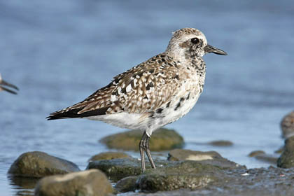 Black-bellied Plover Image @ Kiwifoto.com