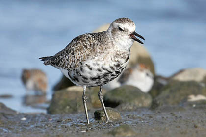 Black-bellied Plover Image @ Kiwifoto.com