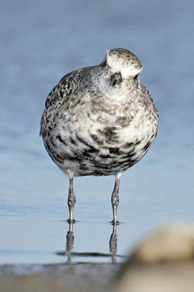 Black-bellied Plover Photo @ Kiwifoto.com