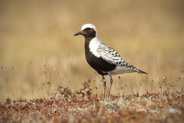 Black-bellied Plover (banded @ Woolley Lagoon in 2009)