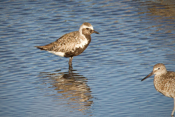 Black-bellied Plover Picture @ Kiwifoto.com