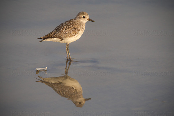 Black-bellied Plover Image @ Kiwifoto.com