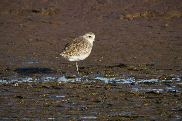 Black-bellied Plover Photo @ Kiwifoto.com