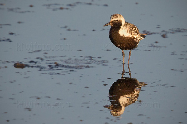 Black-bellied Plover Photo @ Kiwifoto.com