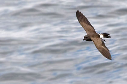 Black-bellied Storm-Petrel