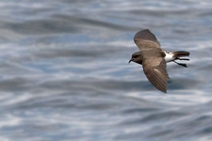 Black-bellied Storm-Petrel Image @ Kiwifoto.com