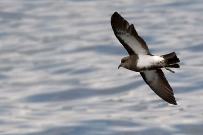 Black-bellied Storm-Petrel Picture @ Kiwifoto.com