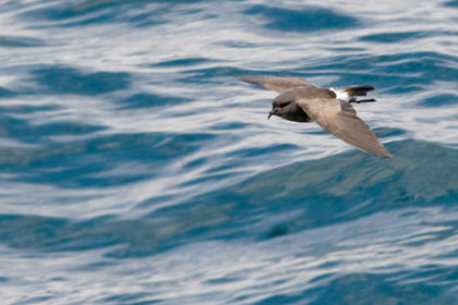 Black-bellied Storm-Petrel Image @ Kiwifoto.com