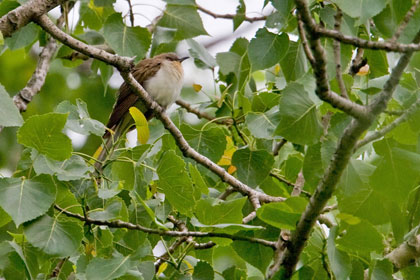 Black-billed Cuckoo Picture @ Kiwifoto.com