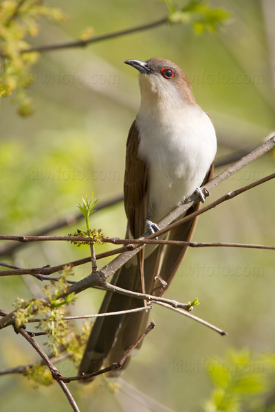 Black-billed Cuckoo Photo @ Kiwifoto.com