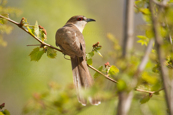 Black-billed Cuckoo Picture @ Kiwifoto.com