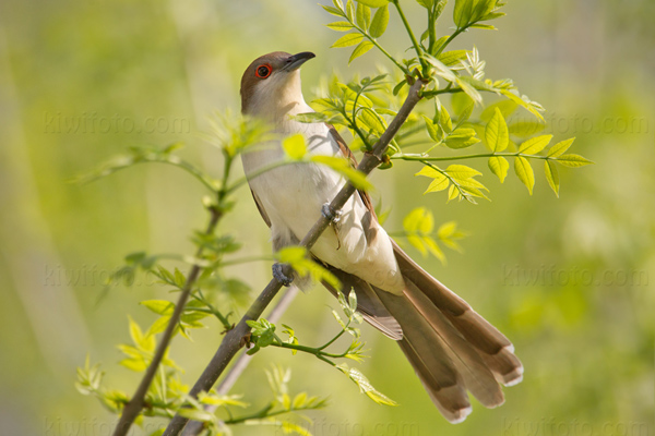 Black-billed Cuckoo Photo @ Kiwifoto.com