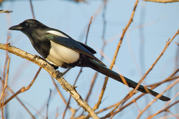 Black-billed Magpie Photo @ Kiwifoto.com