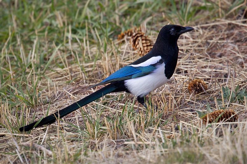 Black-billed Magpie Photo @ Kiwifoto.com