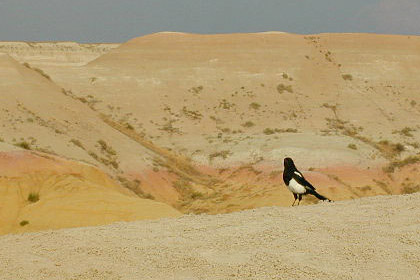 Black-billed Magpie Picture @ Kiwifoto.com