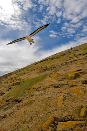 Black-browed Albatross Photo @ Kiwifoto.com