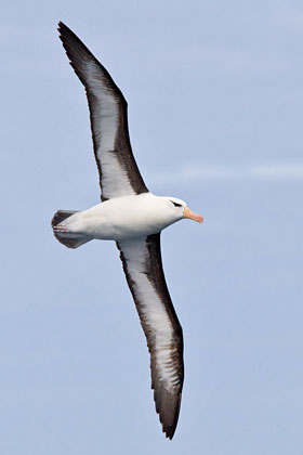 Black-browed Albatross Picture @ Kiwifoto.com