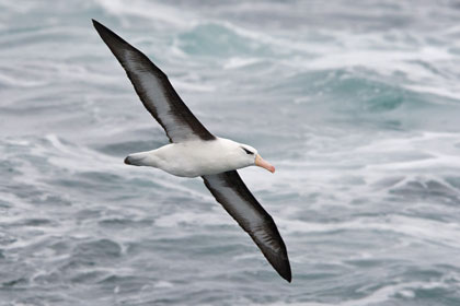 Black-browed Albatross Image @ Kiwifoto.com