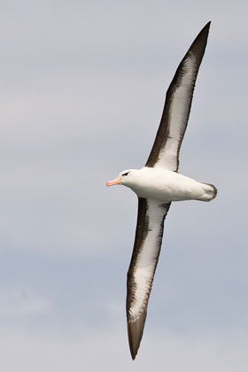 Black-browed Albatross Photo @ Kiwifoto.com