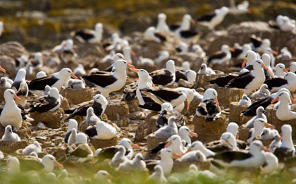 Black-browed Albatross Photo @ Kiwifoto.com