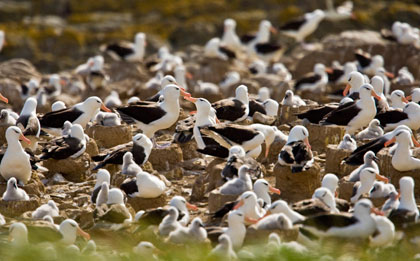 Black-browed Albatross Picture @ Kiwifoto.com