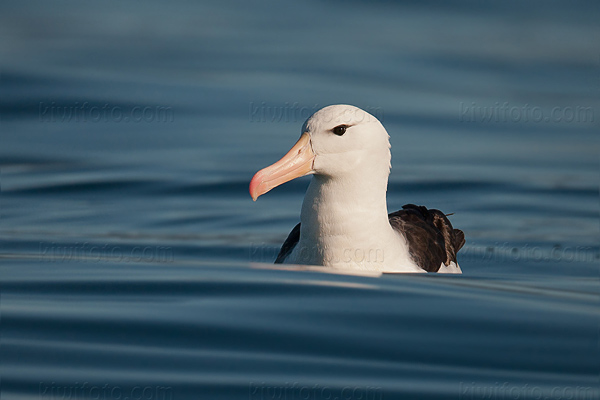 Black-browed Albatross Image @ Kiwifoto.com