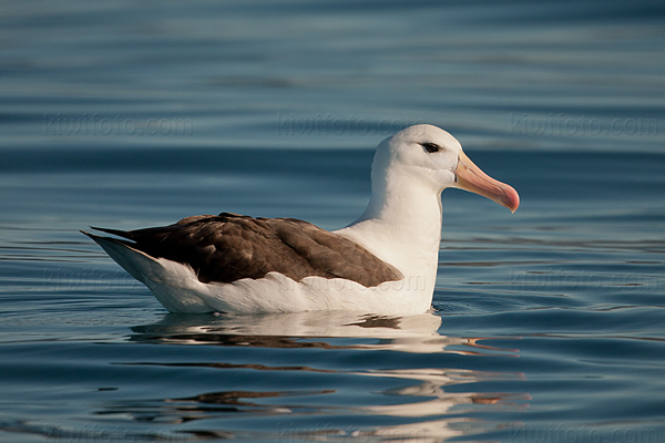 Black-browed Albatross Photo @ Kiwifoto.com