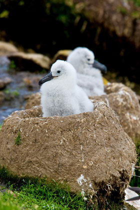 Black-browed Albatross Photo @ Kiwifoto.com