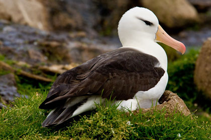 Black-browed Albatross Photo @ Kiwifoto.com