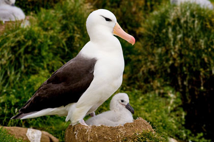 Black-browed Albatross Image @ Kiwifoto.com