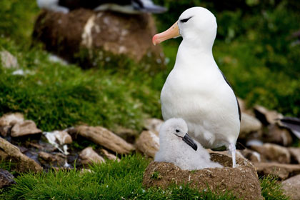 Black-browed Albatross Picture @ Kiwifoto.com