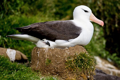 Black-browed Albatross Image @ Kiwifoto.com